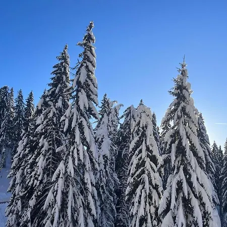 16 Pancic * Kopaonik
